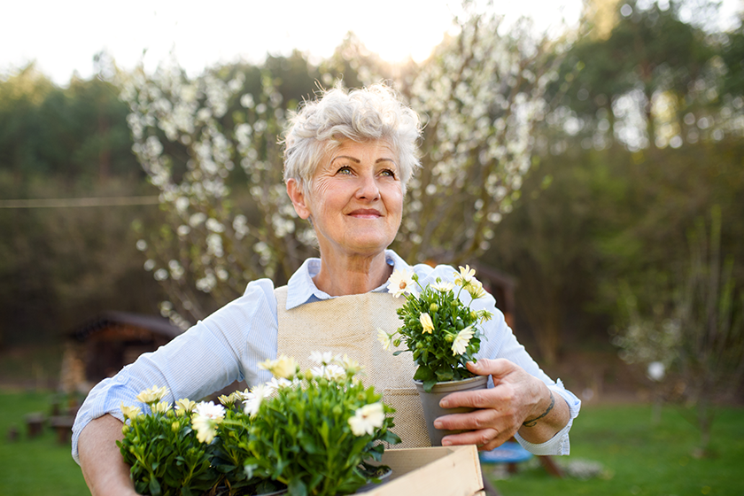 Senior woman gardening in summer, holding flowering plants. 